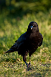 American Crow